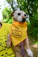 DOGS-TRUST-HANNAH-17